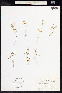 Anagallis arvensis image