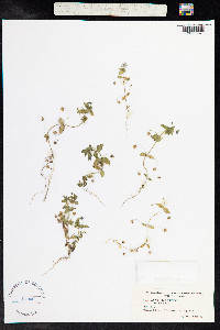 Anagallis arvensis image