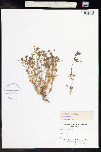 Anagallis arvensis image