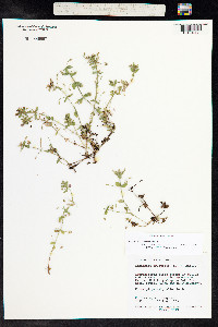 Anagallis arvensis image