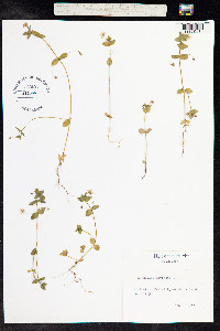 Anagallis arvensis image