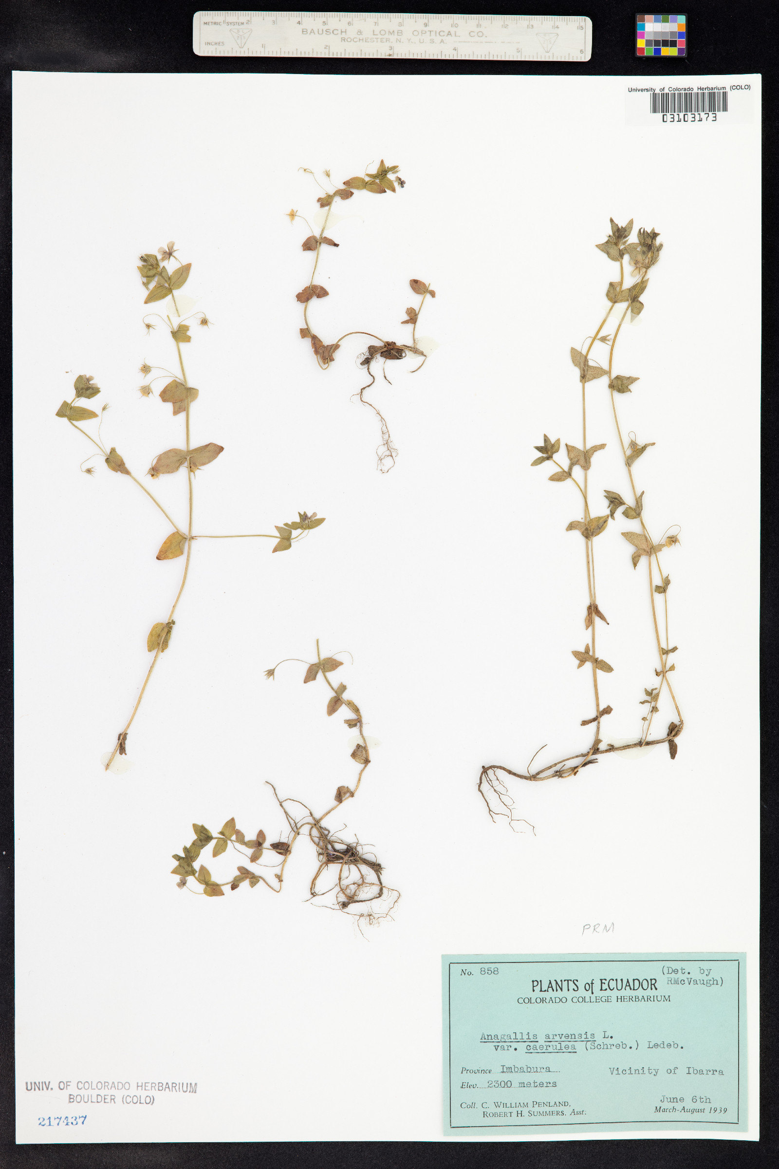 Anagallis arvensis image