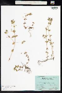 Anagallis arvensis image