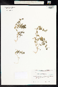 Anagallis arvensis image