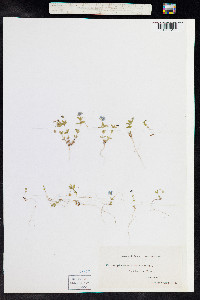 Anagallis arvensis image
