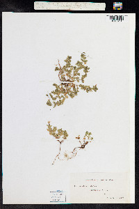 Anagallis arvensis image