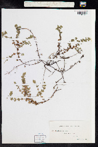 Anagallis arvensis image