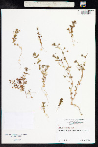 Anagallis arvensis image