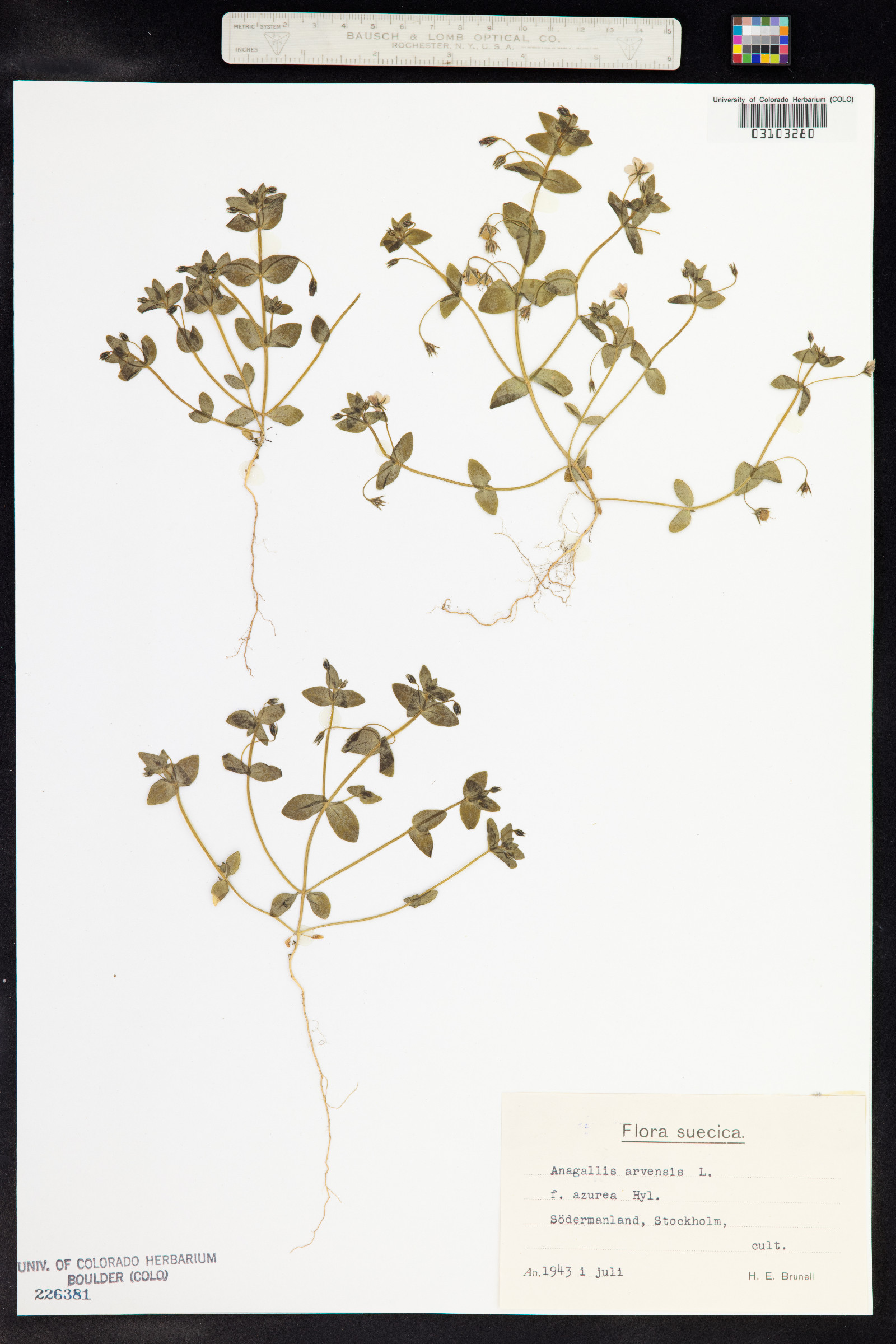 Anagallis arvensis image
