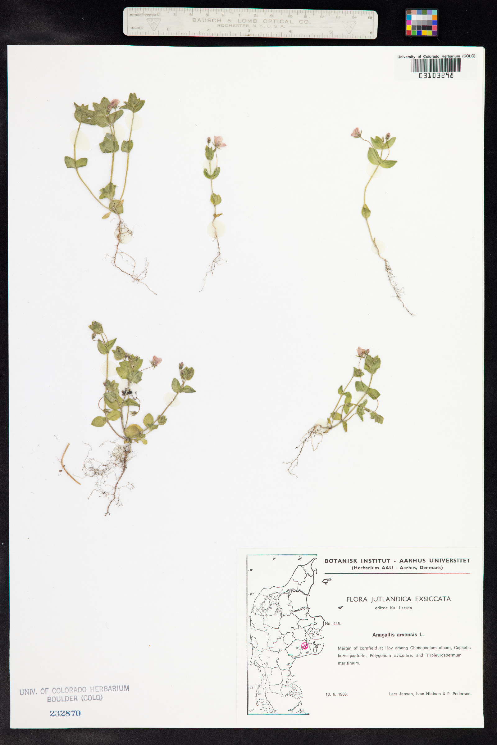 Anagallis arvensis image