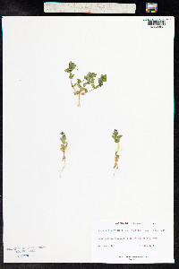 Anagallis arvensis image