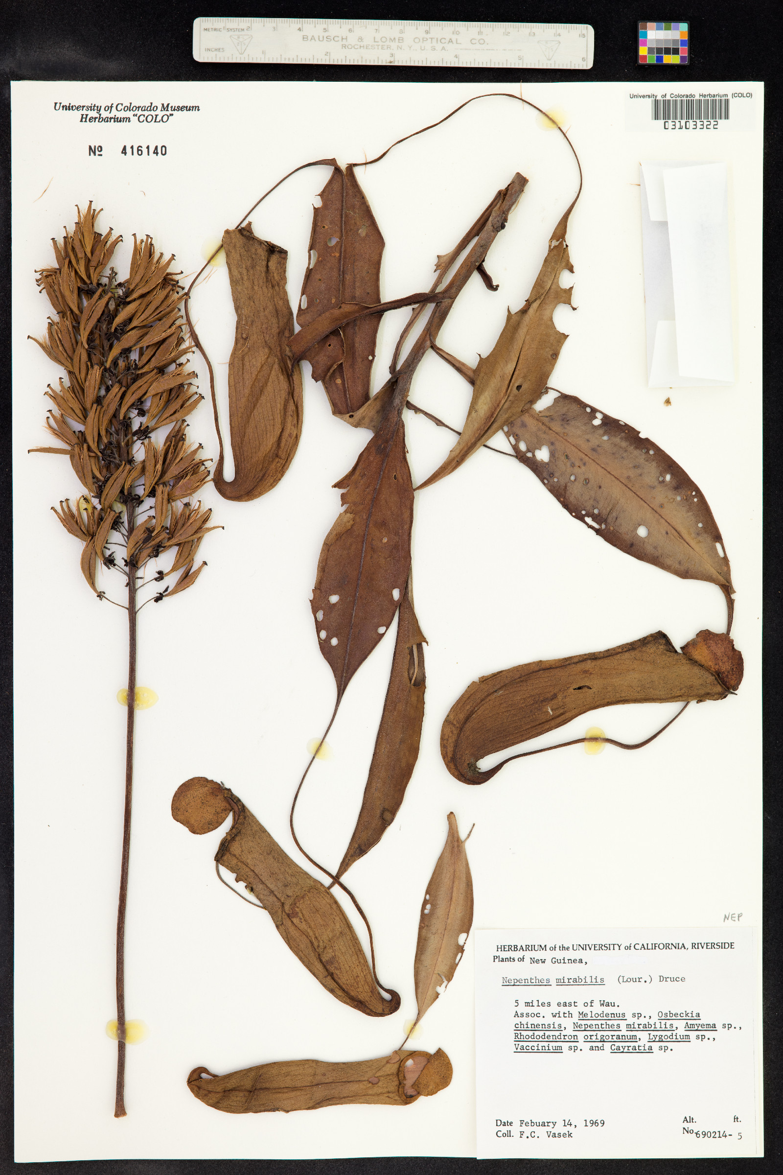 Nepenthes mirabilis image
