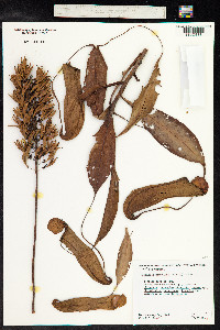 Nepenthes mirabilis image