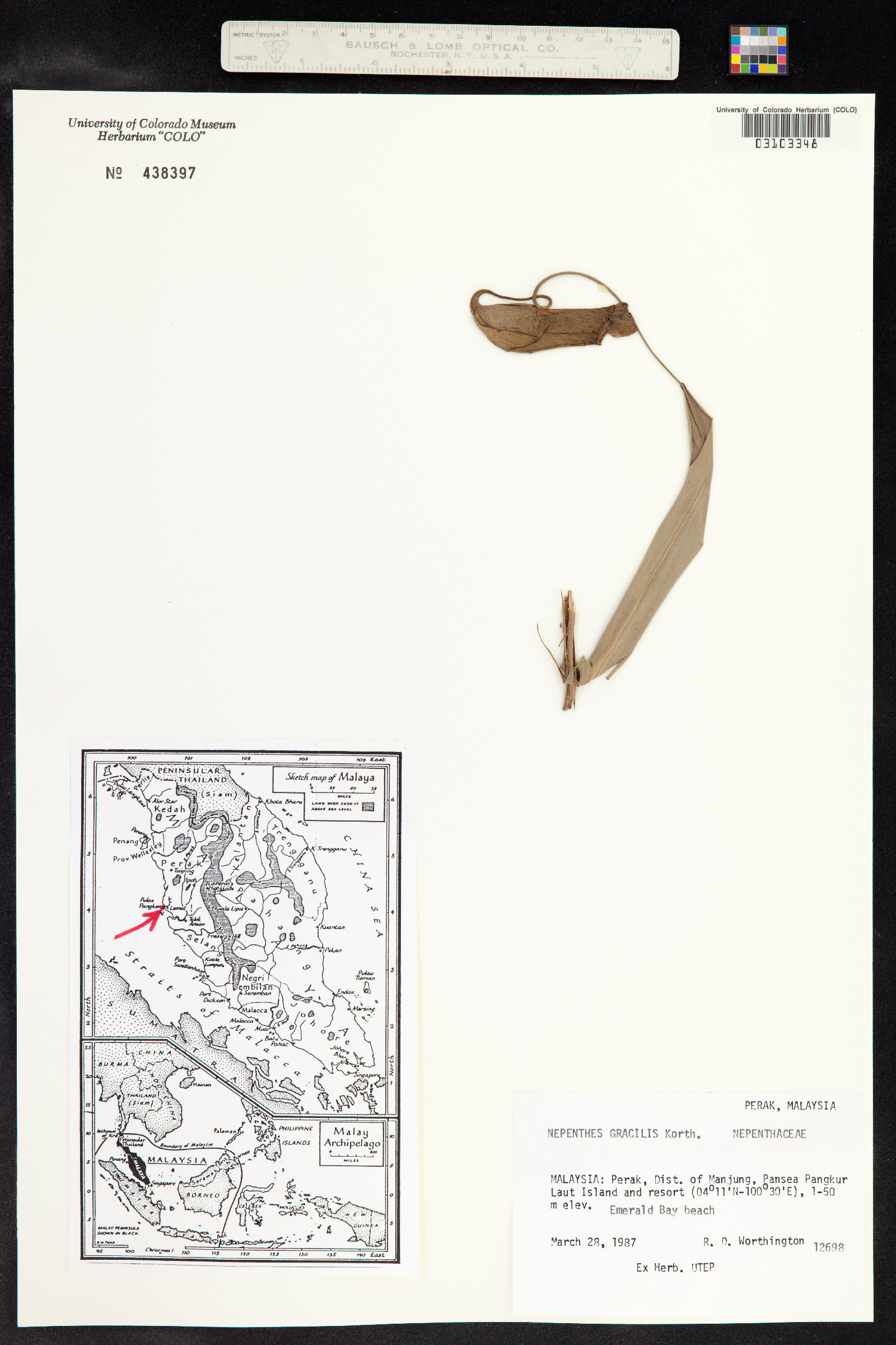 Nepenthes gracilis image