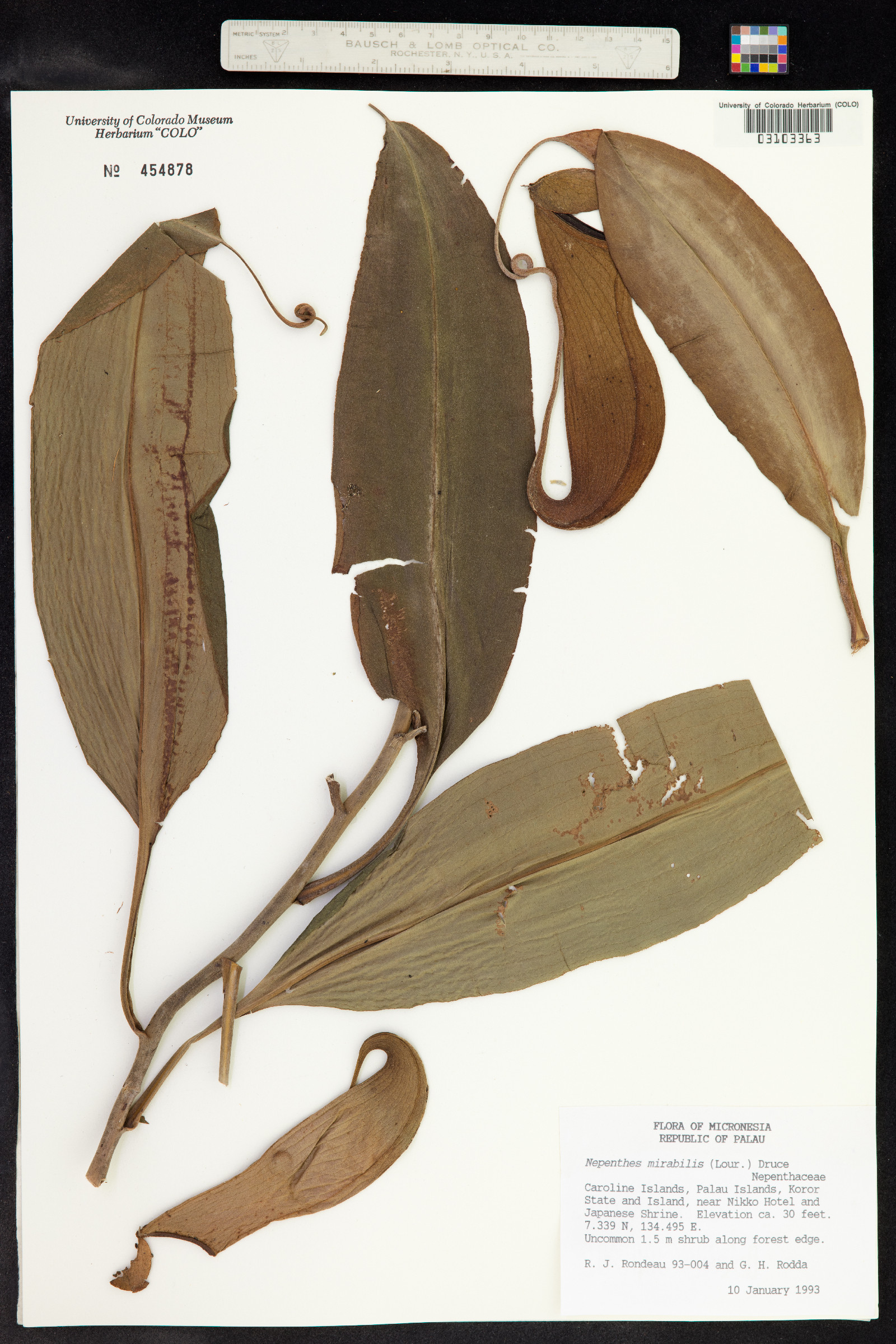Nepenthes mirabilis image