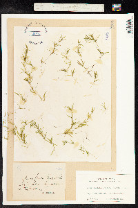 Najas flexilis image