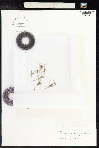 Najas flexilis image