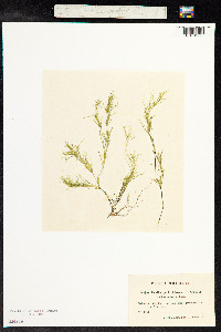 Najas flexilis image