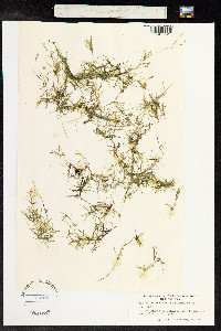 Najas flexilis image