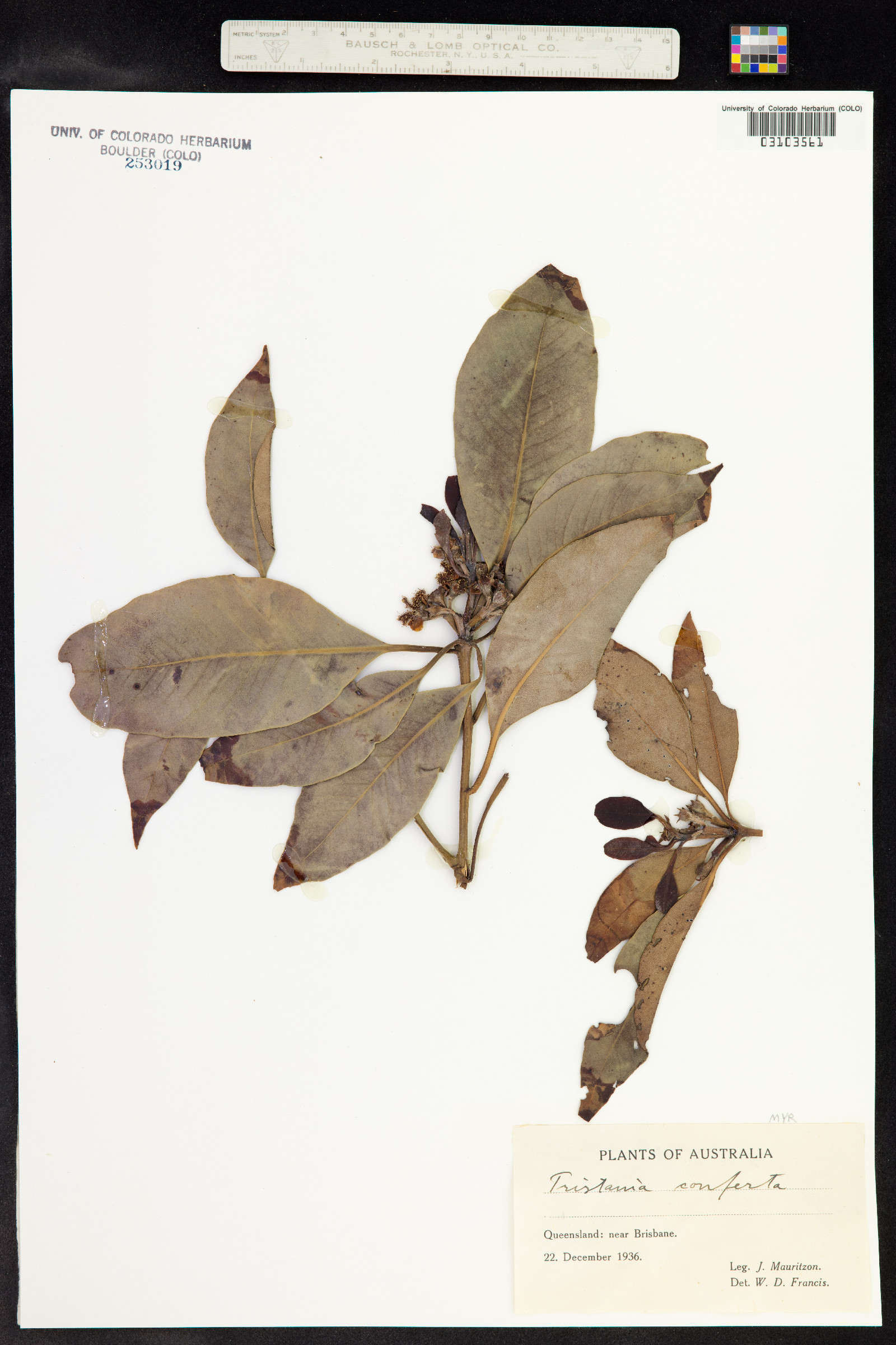 Lophostemon confertus image