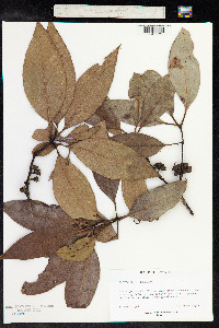 Lophostemon confertus image
