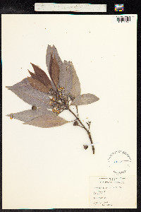 Lophostemon confertus image