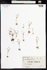 Image of Androsace elongata