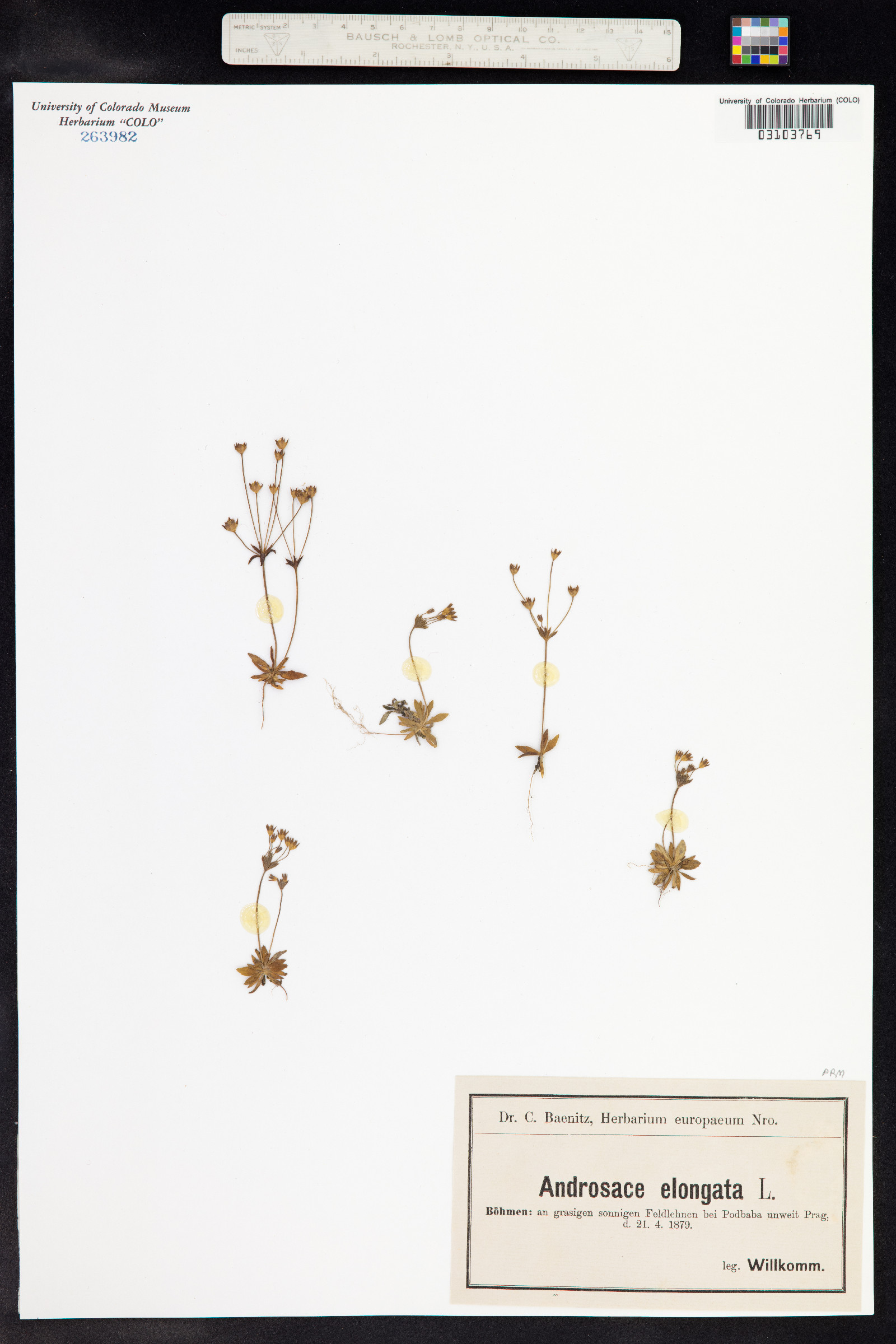 Androsace elongata image