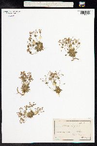 Androsace elongata image