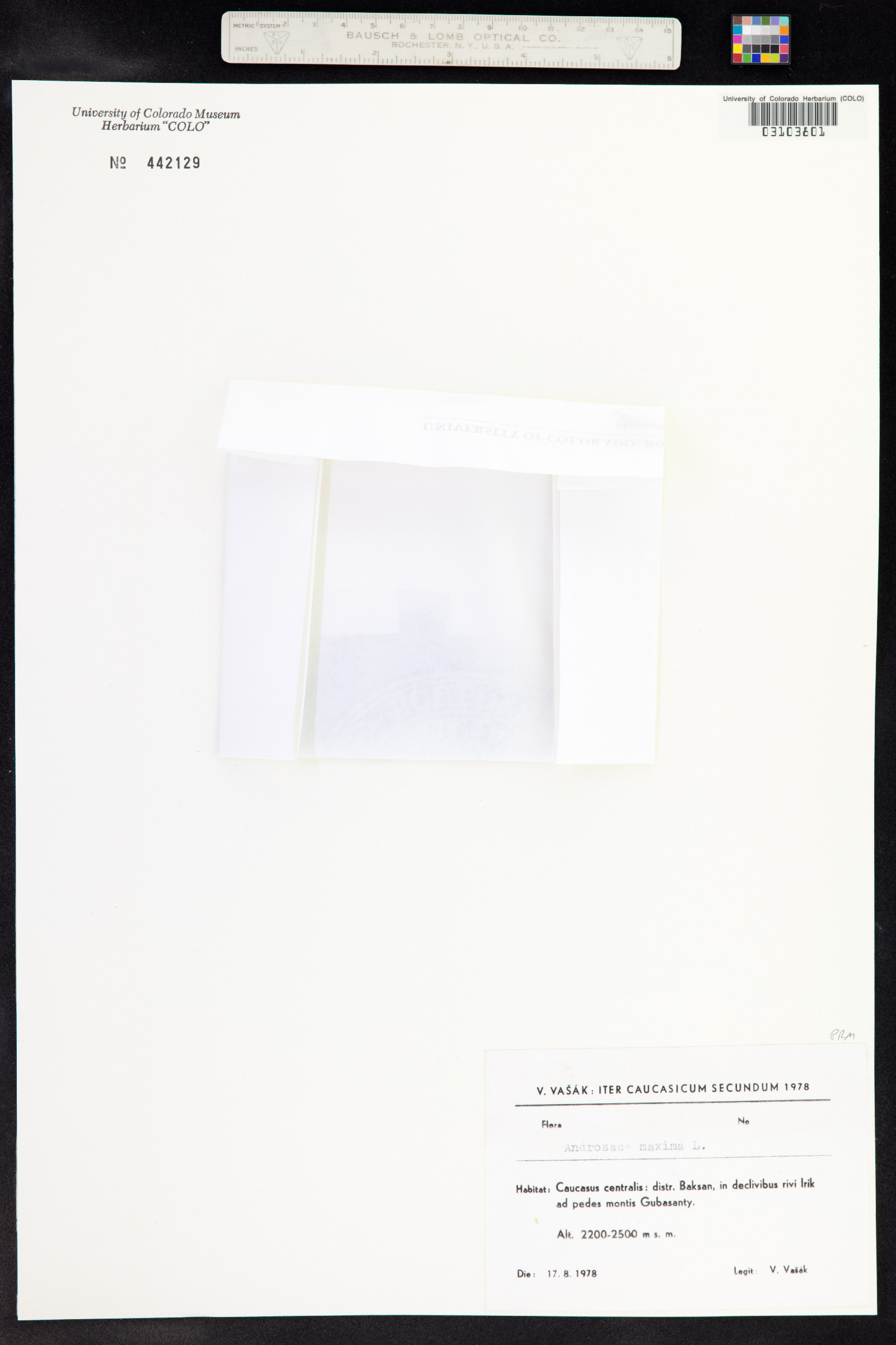 Androsace maxima image