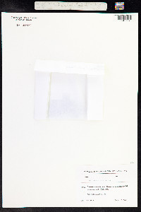 Androsace maxima image