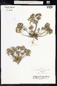 Androsace maxima image