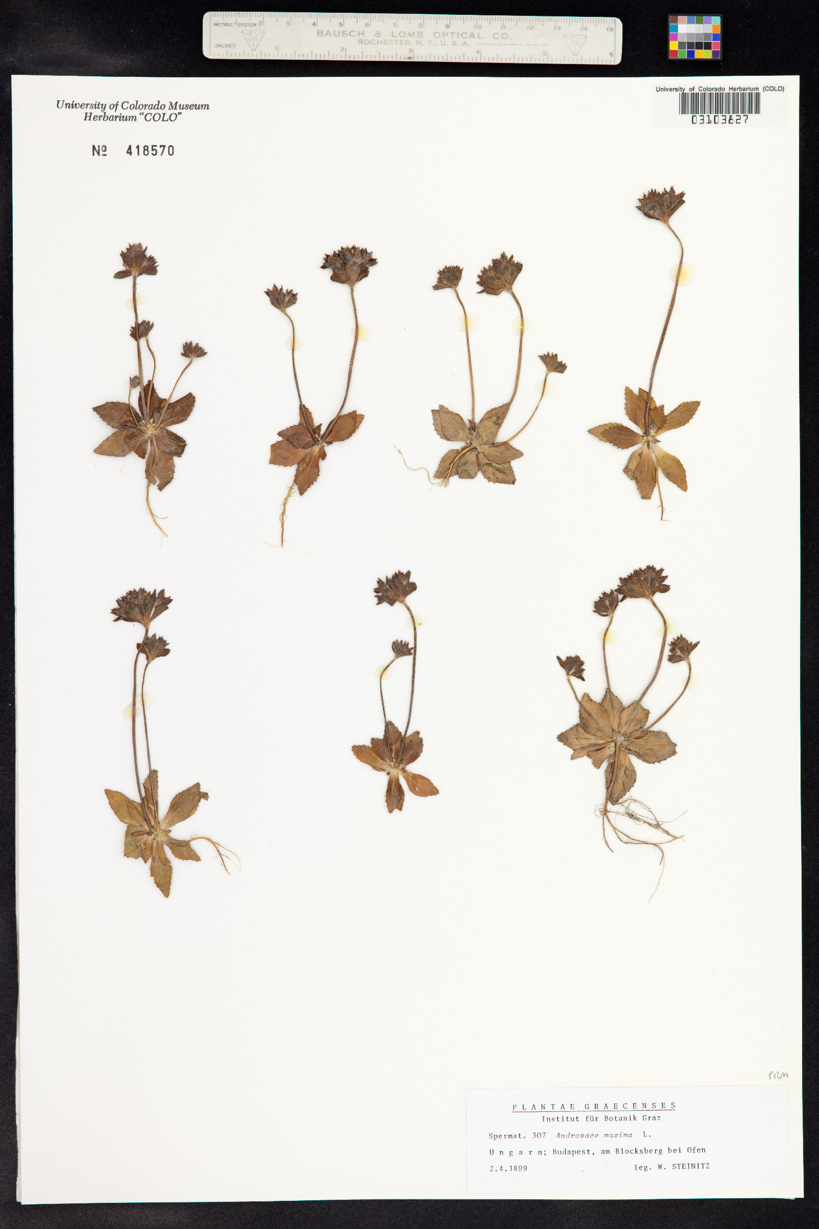 Androsace maxima image