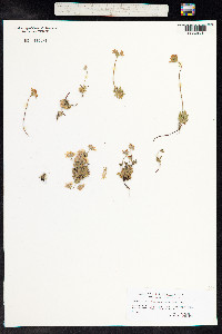 Androsace chamaejasme image