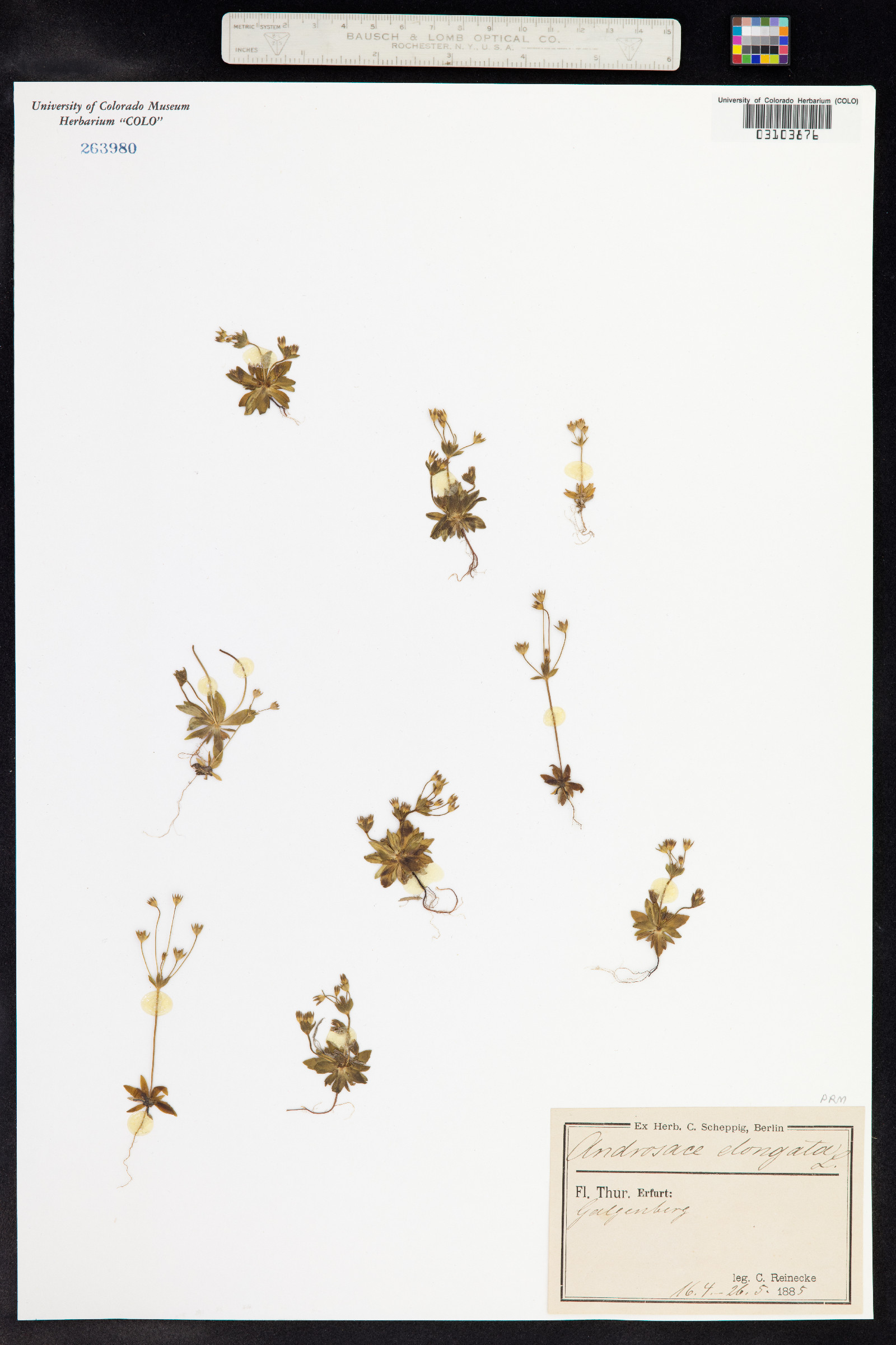 Androsace elongata image
