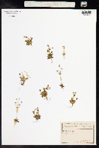 Androsace elongata image