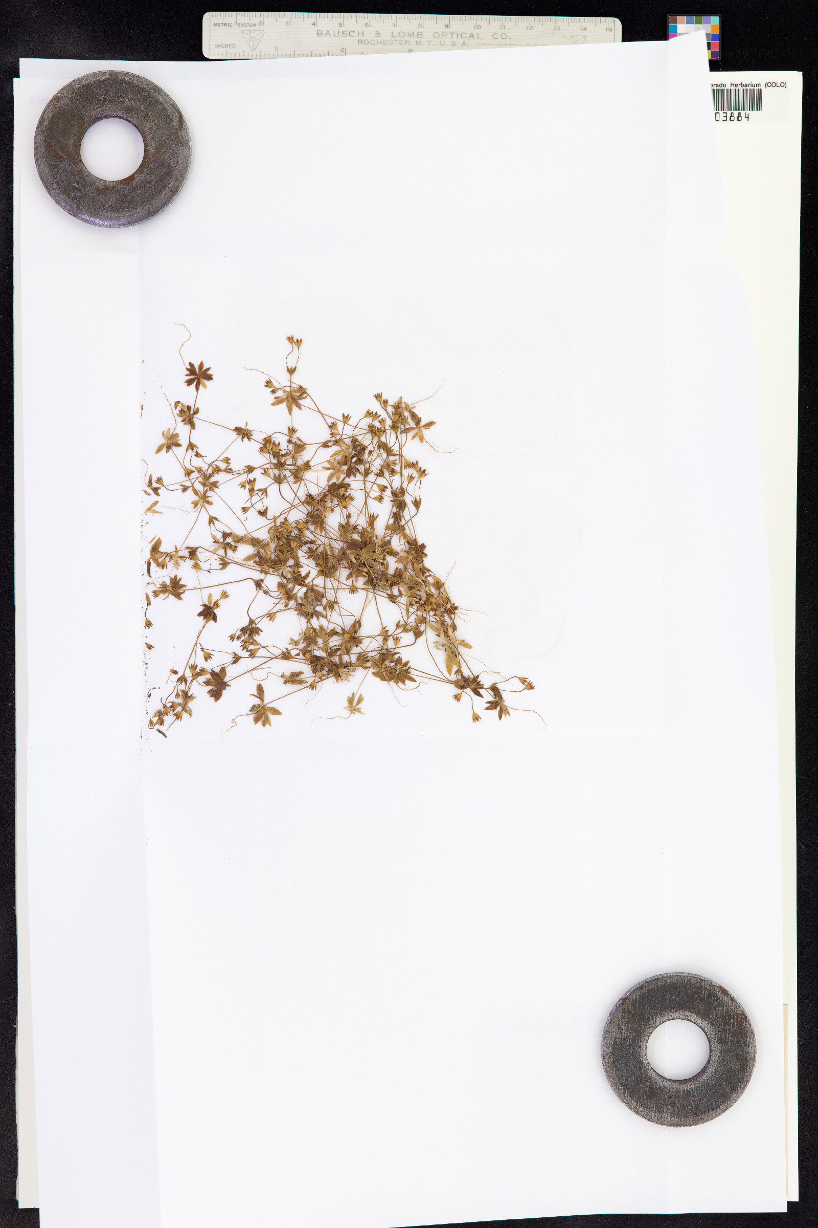 Androsace elongata image