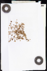 Androsace elongata image