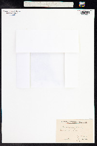 Androsace elongata image