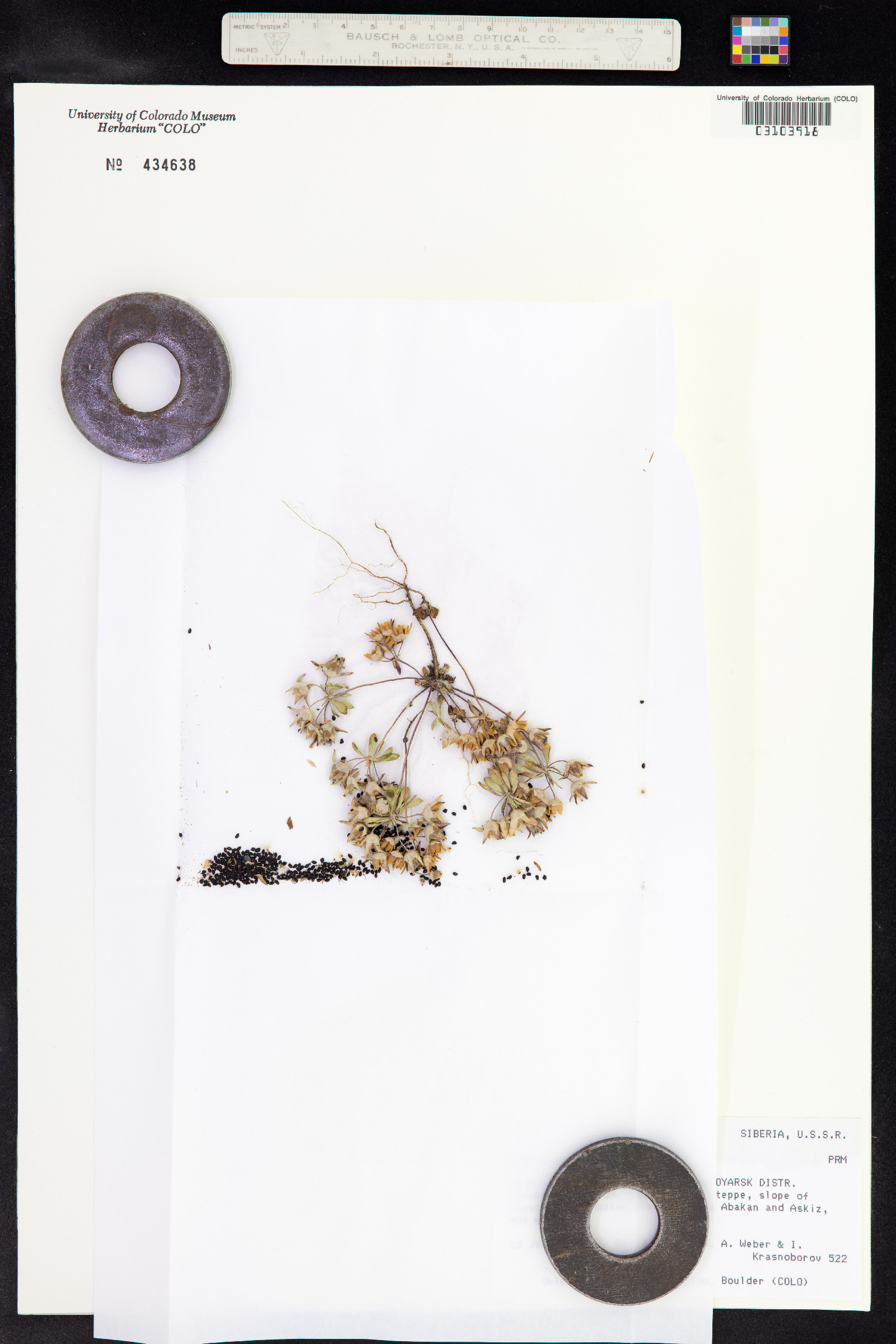 Androsace maxima image