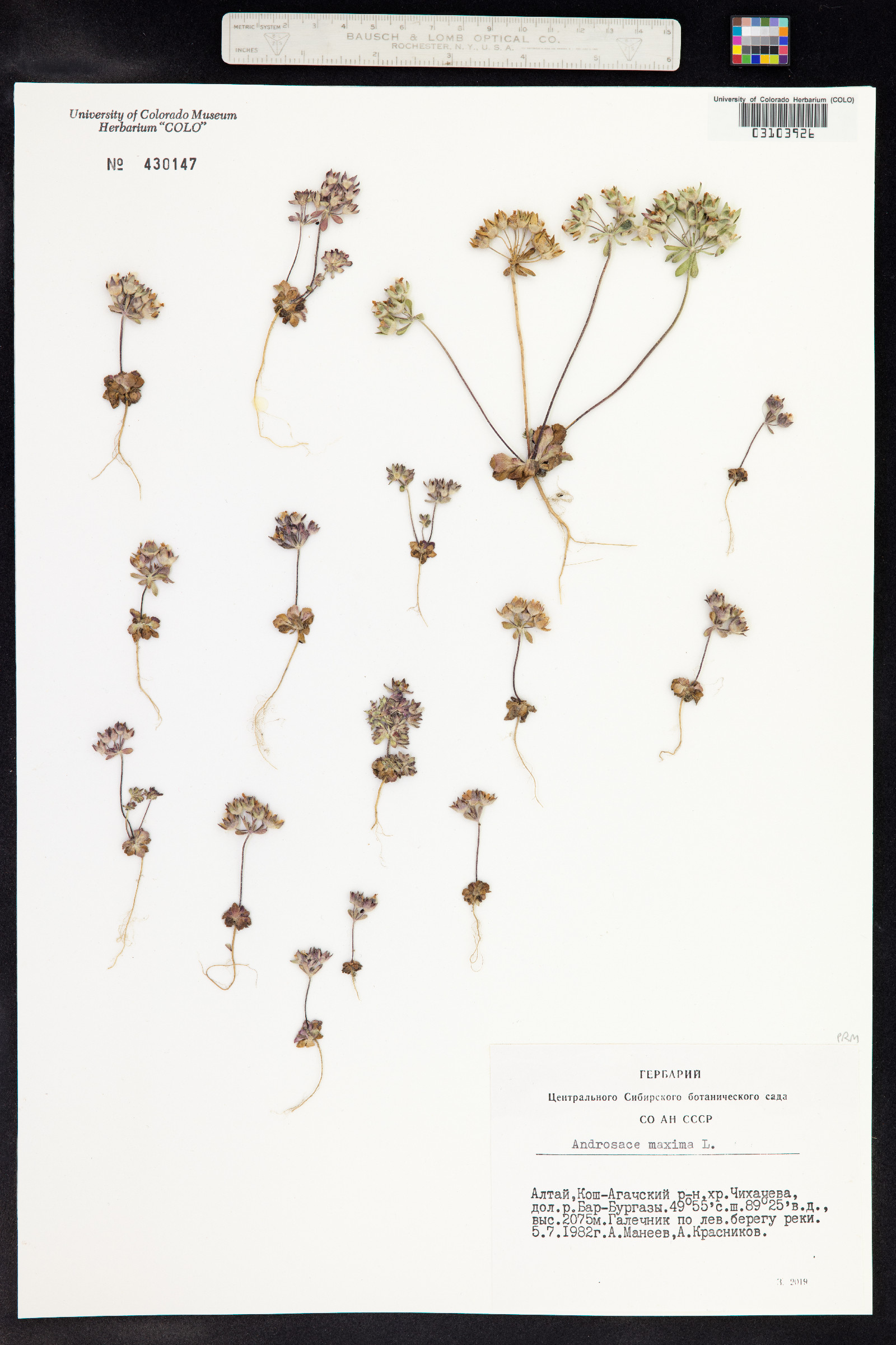 Androsace maxima image