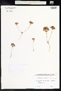 Androsace maxima image