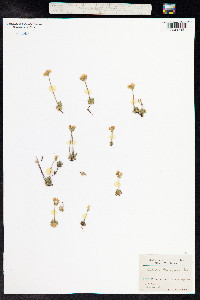 Androsace chamaejasme image