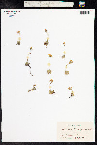 Androsace chamaejasme image