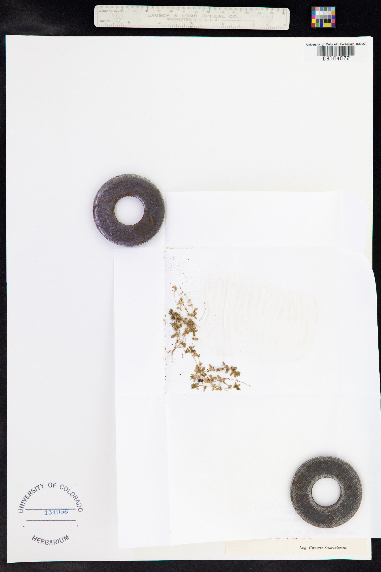 Anagallis minima image