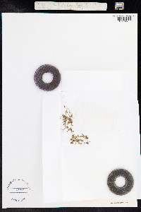 Anagallis minima image