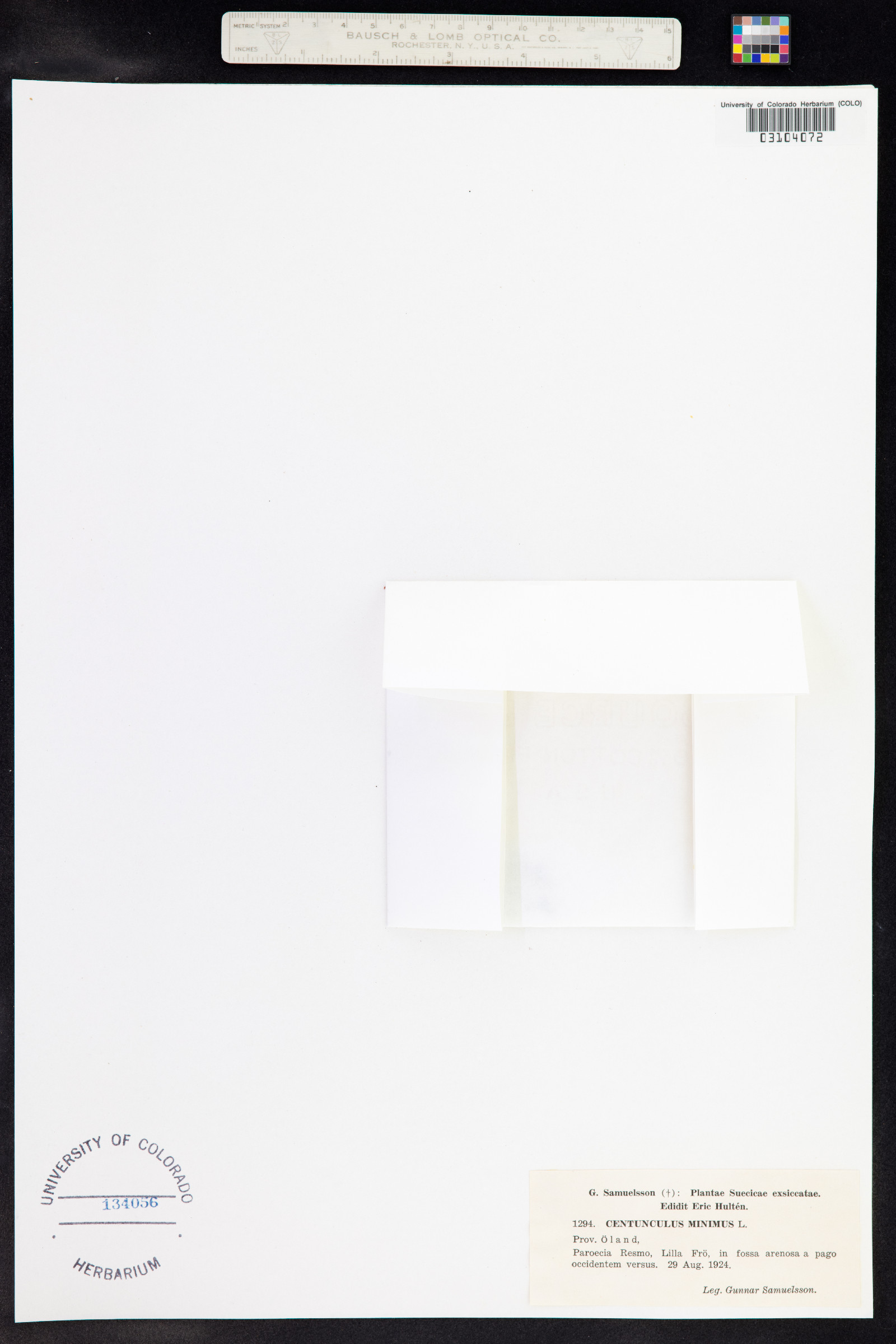 Anagallis minima image