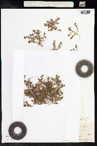 Anagallis minima image