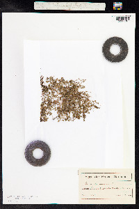 Anagallis minima image