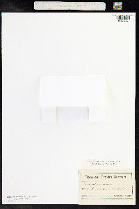 Anagallis minima image